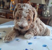 Shih-Poo Puppies for sale in Kalamazoo, Michigan. price: $600