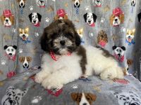 Shih-Poo Puppies for sale in Lakeland, Florida. price: $895