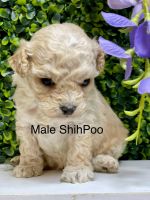 Shih-Poo Puppies for sale in Broxton, GA 31519, USA. price: $800