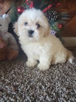Shih Tzu Puppies for sale in Munfordville, KY 42765, USA. price: NA