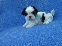Shih Tzu Puppies for sale in Hacienda Heights, CA, USA. price: NA