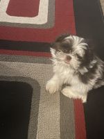 Shih Tzu Puppies for sale in Moorestown, NJ 08057, USA. price: NA