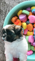 Shih Tzu Puppies for sale in Fort Worth, TX, USA. price: NA