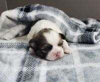 Shih Tzu Puppies for sale in Ohio City, Cleveland, OH, USA. price: NA