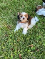 Shih Tzu Puppies for sale in San Diego, CA, USA. price: NA