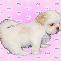 Shih Tzu Puppies for sale in Detroit, MI 48210, USA. price: NA