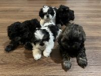 Shih Tzu Puppies for sale in Elgin, IL, USA. price: NA