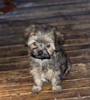 Shih Tzu Puppies for sale in Perry, NY 14530, USA. price: NA