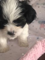 Shih Tzu Puppies for sale in Shorewood, IL, USA. price: NA