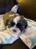 Shih Tzu Puppies for sale in Houston, TX, USA. price: NA