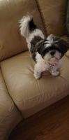 Shih Tzu Puppies for sale in Framingham, MA, USA. price: NA