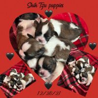 Shih Tzu Puppies for sale in 1690 S Santan Village Pkwy, Gilbert, AZ 85295, USA. price: NA