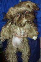 Shih Tzu Puppies for sale in Flint, MI 48509, USA. price: NA