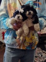 Shih Tzu Puppies for sale in Roanoke, VA, USA. price: NA