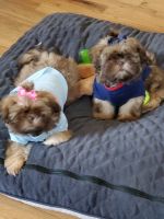 Shih Tzu Puppies for sale in Greer, SC, USA. price: NA