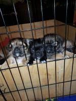 Shih Tzu Puppies for sale in Carrollton, TX, USA. price: NA