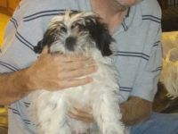 Shih Tzu Puppies for sale in St. Louis, MO 63129, USA. price: NA