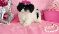 Shih Tzu Puppies for sale in Brooklyn, NY 11214, USA. price: NA