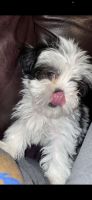 Shih Tzu Puppies for sale in Lubbock, TX, USA. price: NA