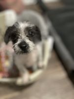 Shih Tzu Puppies for sale in Mableton, GA, USA. price: NA