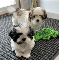 Shih Tzu Puppies for sale in Milwaukee, WI, USA. price: NA