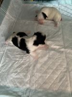 Shih Tzu Puppies for sale in Kissimmee, FL, USA. price: NA