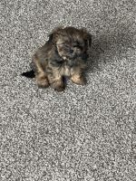 Shih Tzu Puppies for sale in Rockville, MD, USA. price: NA