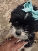 Shih Tzu Puppies for sale in Roanoke, VA, USA. price: NA