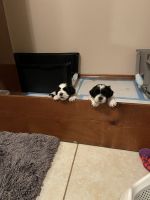 Shih Tzu Puppies for sale in McAllen-Edinburg-Mission Metropolitan Area, TX, USA. price: NA