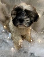 Shih Tzu Puppies for sale in Boynton Beach, FL, USA. price: NA
