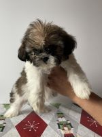 Shih Tzu Puppies for sale in Tyler, TX, USA. price: NA