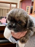 Shih Tzu Puppies for sale in Walden, NY 12586, USA. price: NA