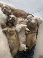 Shih Tzu Puppies for sale in Greensboro, NC, USA. price: NA