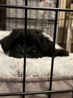 Shih Tzu Puppies for sale in Upper Darby, PA, USA. price: NA