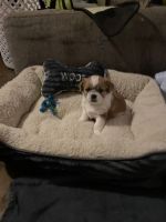 Shih Tzu Puppies for sale in Garnerville, NY 10923, USA. price: NA