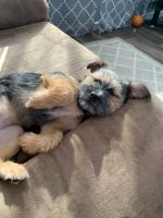 Shih Tzu Puppies for sale in Aitkin, MN 56431, USA. price: NA
