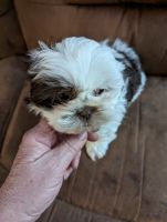 Shih Tzu Puppies for sale in Centerville, OH 45440, USA. price: NA