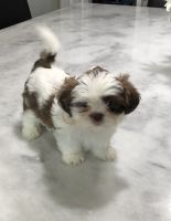 Shih Tzu Puppies for sale in Charleston, SC, USA. price: NA