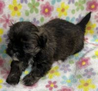 Shih Tzu Puppies for sale in Middletown, NY 10940, USA. price: NA