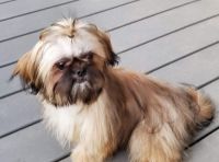 Shih Tzu Puppies for sale in Woodford, VA 22580, USA. price: NA