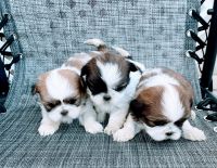 Shih Tzu Puppies for sale in Bakersfield, CA, USA. price: NA