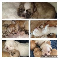 Shih Tzu Puppies for sale in Yorktown, VA 23690, USA. price: NA