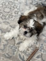 Shih Tzu Puppies for sale in Apple Valley, MN 55124, USA. price: NA