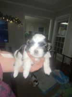 Shih Tzu Puppies for sale in Chapin, SC 29036, USA. price: NA