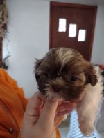 Shih Tzu Puppies for sale in Pennington Gap, VA 24277, USA. price: NA
