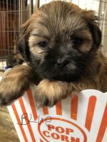Shih Tzu Puppies for sale in Chelsea, OK 74016, USA. price: NA