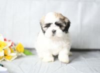 Shih Tzu Puppies for sale in Herndon, VA 20170, USA. price: NA