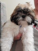 Shih Tzu Puppies for sale in Worland, WY 82401, USA. price: NA
