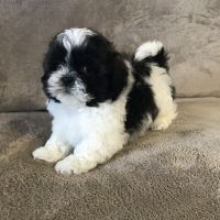 Shih Tzu Puppies for sale in Mayslick, KY 41055, USA. price: NA