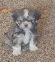 Shih Tzu Puppies for sale in Los Lunas, NM 87031, USA. price: NA